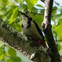 野鳥写真・アカゲラ