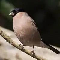 野鳥写真・アカウソ