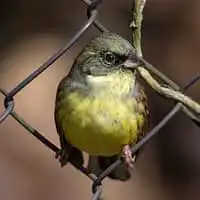 野鳥写真・アオジ