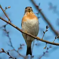 野鳥写真・アトリ
