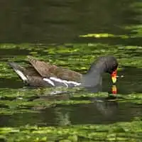 野鳥写真・バン