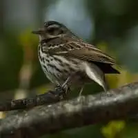 野鳥写真・ビンズイ