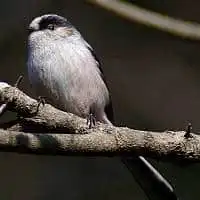 野鳥写真・エナガ