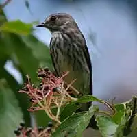 野鳥写真・エゾビタキ
