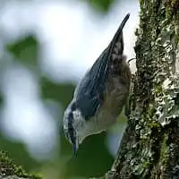 野鳥写真・ゴジュウカラ