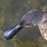 野鳥写真・ハシビロガモ