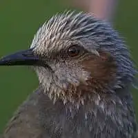 野鳥写真・ヒヨドリ