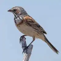 野鳥写真・ホオアカ