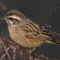 野鳥写真・ホオジロ