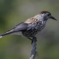 野鳥写真・ホシガラス