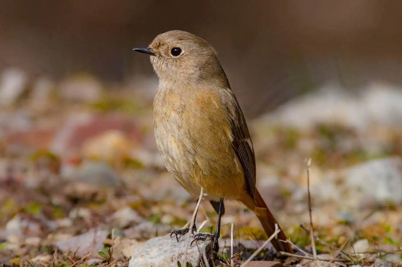 野鳥・ジョウビタキ(雄)の写真画像