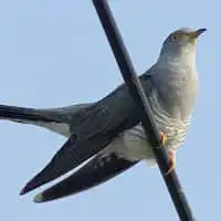 野鳥写真・カッコウ