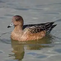 野鳥写真・カモ