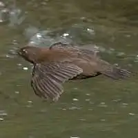 野鳥写真・カワガラス