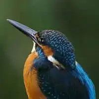 野鳥写真・カワセミ