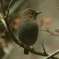 野鳥写真・カヤクグリ