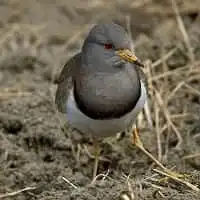 野鳥写真・ケリ