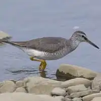 野鳥写真・キアシシギ