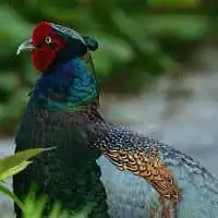 野鳥写真・キジ