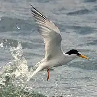 野鳥写真・コアジサシ