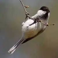 野鳥写真・コガラ