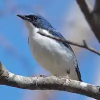 野鳥写真・コルリ