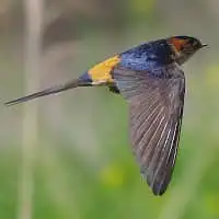 野鳥写真・コシアカツバメ