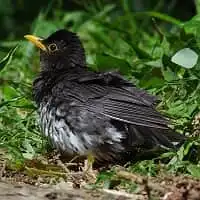 野鳥写真・クロツグミ