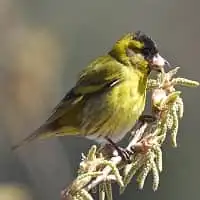 野鳥写真・マヒワ