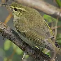 野鳥写真・メボソムシクイ