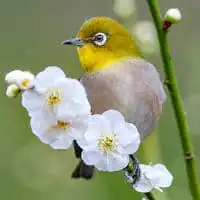 野鳥写真・メジロ