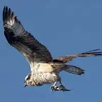 野鳥写真・ミサゴ