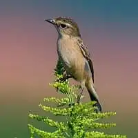 野鳥写真・ノビタキ