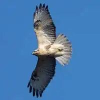 野鳥写真・ノスリ