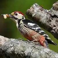 野鳥写真・オオアカゲラ