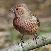 野鳥写真・オオマシコ