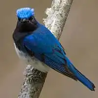 野鳥写真・オオルリ