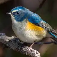 野鳥写真・ルリビタキ