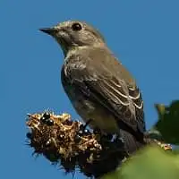 野鳥写真・サメビタキ