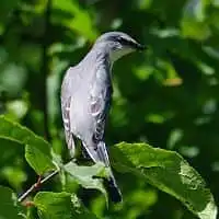 野鳥写真・サンショウクイ