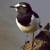 野鳥写真・セグロセキレイ