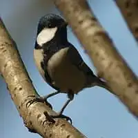 野鳥写真・シジュウカラ