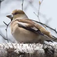 野鳥写真・シメ