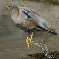 野鳥写真・シロハラ