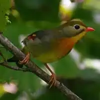 野鳥写真・ソウシチョウ