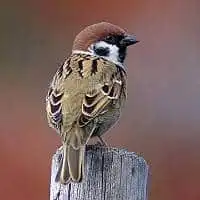 野鳥写真・スズメ