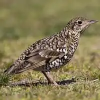 野鳥写真・トラツグミ