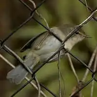 野鳥写真・ウグイス