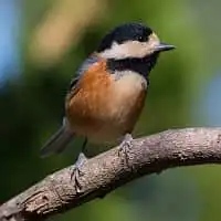 野鳥写真・ヤマガラ