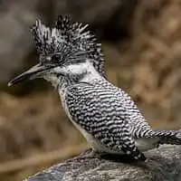 野鳥写真・ヤマセミ